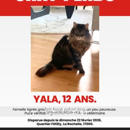 Photo 1/1 Yala Chat perdu à La rochelle