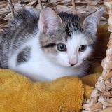 Photo de chat perdu à Rives Du Loir En Anjou