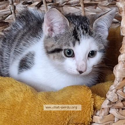 Photo 1/1 Mia Chat perdu à Rives du loir en anjou