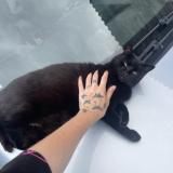 Photo de chat perdu à Saint Pierre Du Chemin