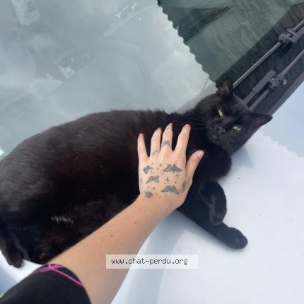 Photo 1/1 Batman Chat perdu à Saint pierre du chemin