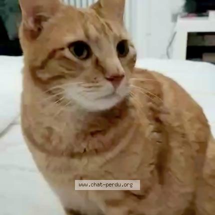 Photo de chat perdu à Toulouse