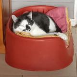 Photo de chat perdu à Le Fay