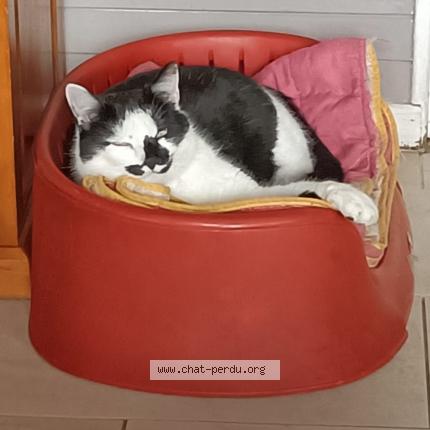 Photo 1/1 Sky surnommé Louloutte Chat perdu à Le fay