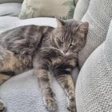 Photo de chat perdu à Lentilly