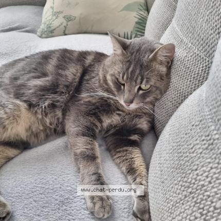 Photo 1/1 Aslan Chat perdu à Lentilly