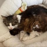 Photo de chat perdu à Pins Justaret