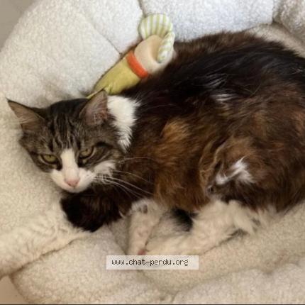 Photo 1/1 Minette Chat perdu à Pins justaret