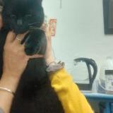 Photo de chat perdu à 41130 Selles Sur Cher