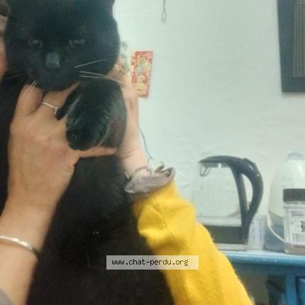 Photo 1/1 Nathalie Peltier Chat perdu à 41130 selles sur cher