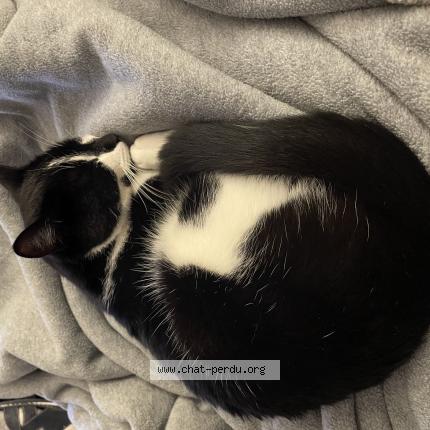 Photo 1/1 CHOCO Chat perdu à Blois