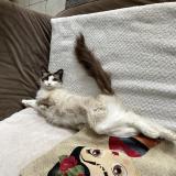 Photo de chat perdu à Genac Bignac