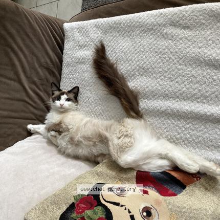 Photo 1/1 MIA Chat perdu à Genac bignac