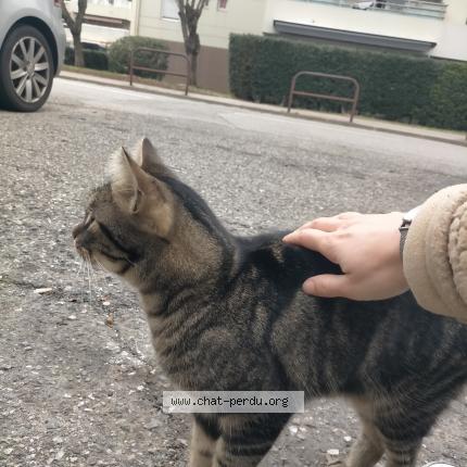 Photo 1/2 Chat trouvé Trouvé à Aix en provence