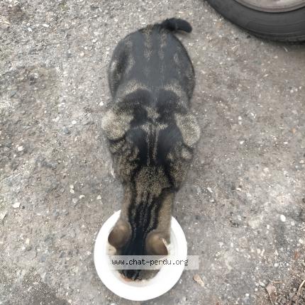 Photo 2/2 Chat trouvé Trouvé à Aix en provence