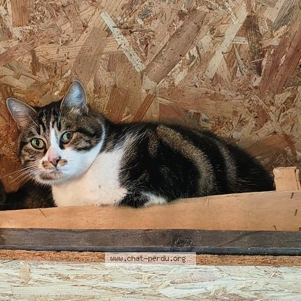 Photo 1/1 Chloe Retif Chat perdu à Canejan