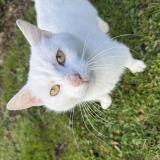 Photo de chat trouvé à La Grimaudiere