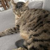 Photo de chat perdu à Lancie