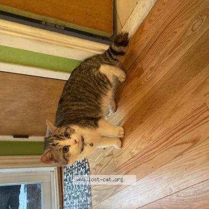 Photo 1/1 Chat retrouvé Trouvé à Longueuil