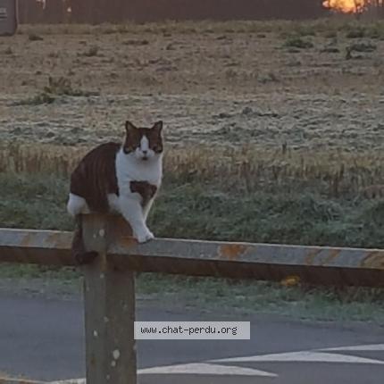 Photo 2/2 Moustique. Chat perdu à Commes