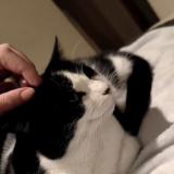 Photo de chat perdu à Champigny En Beauce