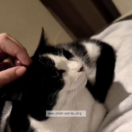 Photo 1/1 Rêve Chat perdu à Champigny en beauce