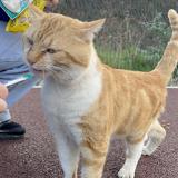 Photo de chat trouvé à Bezons