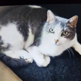 Photo de chat perdu à Beaumont Les Valence