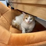 Photo de chat trouvé à Paris