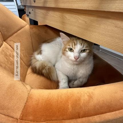 Photo 1/1 Chat trouvé Trouvé à Paris