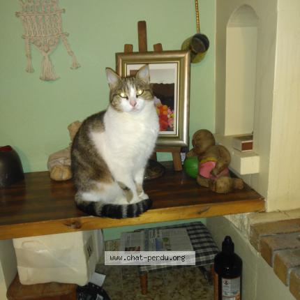 Photo 1/1 Chat retrouvé Perdu à Veyrins thuellin