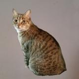 Photo de chat perdu à Pasadena