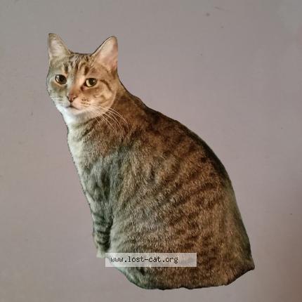 Photo 1/1 Sasha Chat perdu à Pasadena