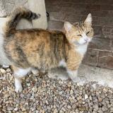 Photo de chat trouvé à Persac