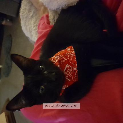 Photo 1/1 POLYCARPE RAPHAELLE Chat perdu à Boucau