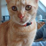 Photo de chat perdu à Gomer