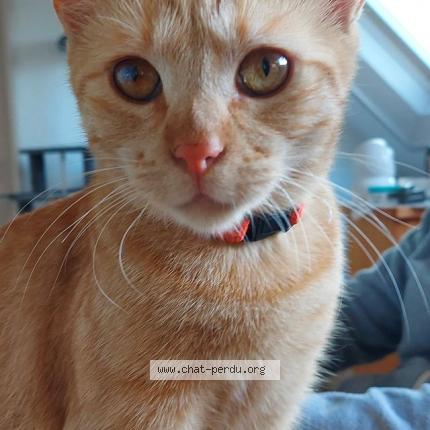 Photo 1/1 yoko Chat perdu à Gomer