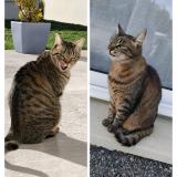 Photo de chat perdu à Garchizy Les Reveriens