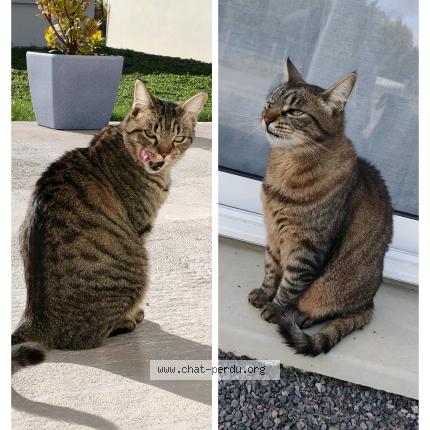 Photo 1/1 Corail Chat perdu à Garchizy les reveriens