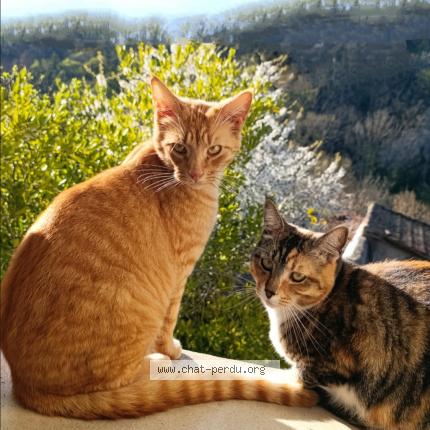 Photo 1/1 Oslo Chat perdu à St saturnin