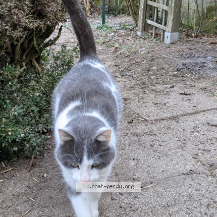 Photo de chat perdu à La Chapelle Bertrand