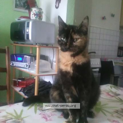 Photo 1/1 Chapi Chat perdu à Cambrai