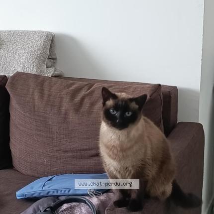 Photo 1/1 Flocon Chat perdu à Le havre