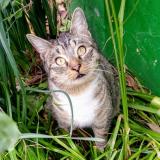 Photo de chat perdu à San Ramon