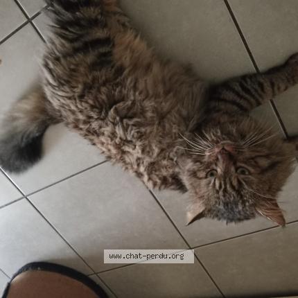 Photo 1/1 Twist Chat perdu à St macaire en mauges