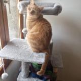 Photo de chat perdu à Saint Valerien