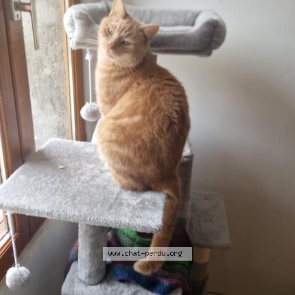 Photo 1/1 Boo Chat perdu à Saint valerien