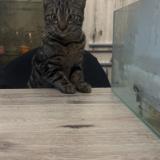 Photo de chat perdu à Grace Hollogne