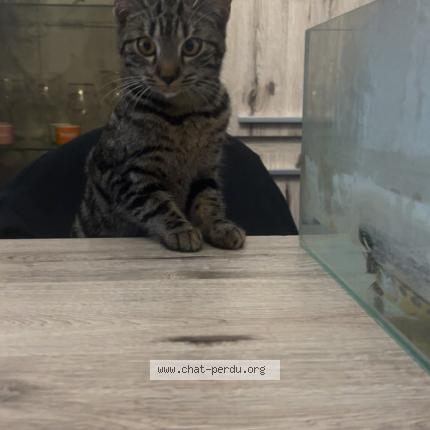 Photo 1/1 Maya Chat perdu à Grace hollogne