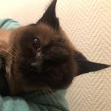 Photo de chat perdu à Noyal Chatilon Sur Seiche